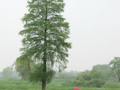 -良渚古城遗址公园