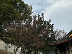 -阿育王寺