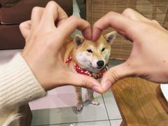 -柴务处·柴犬主题狗咖