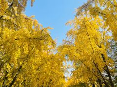 -三里屯东五街银杏大道