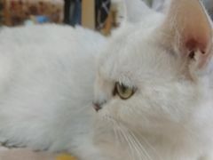-万小咖.猫咖(中山路天虹店)