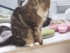 -COLOR PETS 撸猫馆·购猫·猫咖(长风大悦城店)