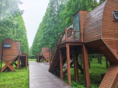 -黄海国家森林公园