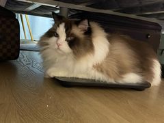 -纳吉亚猫专科动物医院博雅分院