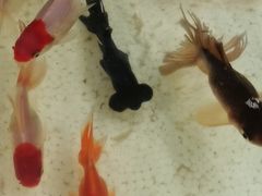 -万商花鸟市场