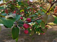 -长白岛森林公园