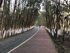 -艾溪湖湿地公园