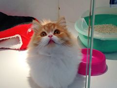 -龟与熊猫宠物公园(南坪店)