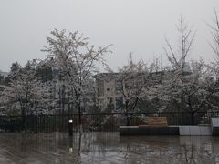 -武汉大学-樱园