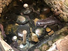 -印象鲵宴·张家界地标美食名片(溪布街店)