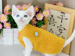 -小猫来了·猫舍(红山六九七九店)
