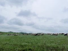 -乌兰布统草原