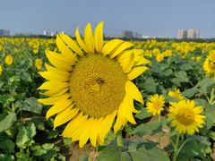 -汉长安城未央宫国家考古遗址公园