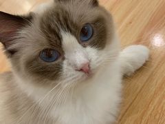 -momokira米努特·德文卷毛猫·棉花面纱犬