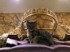 -more than meow吴止猫主题餐厅(承德 中船汇店)