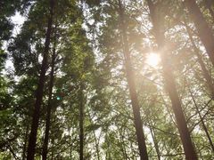 -黄海国家森林公园