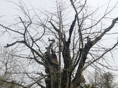 -上海佘山国家森林公园天马山园