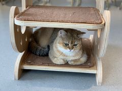 -飞行喵MR PILOT|猫舍·猫咖(静安大融城店)