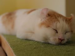 -猫和宫(六道口店)