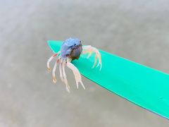 -东郊椰林