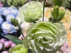 -爱尚幸福鲜花(上地实体店)