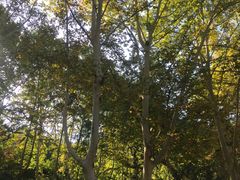 景点-习家池