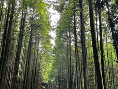 -山王坪喀斯特国家生态公园