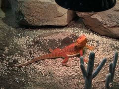 -帕帕拉兹宠物(亚洲旗舰店)