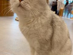 -飞行喵MR PILOT|猫舍·猫咖(静安大融城店)