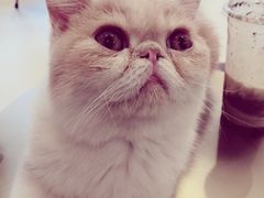 -飞行喵MR PILOT|猫舍·猫咖(静安大融城店)