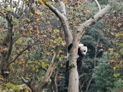 -都江堰中华大熊猫苑