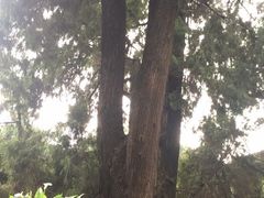-七曲山风景区