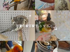-吉丁鸟咖·异宠·寄养