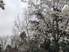 -鸡鸣汤包(红山动物园店)