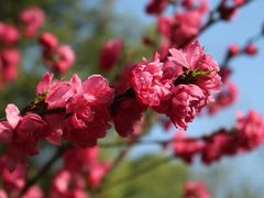 -南汇桃花村