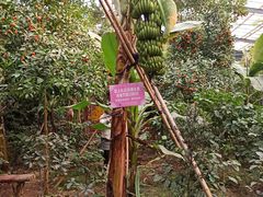 -呀路古热带植物园