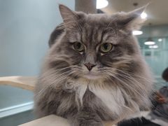 -安格丽娜·狗咖·猫咖羊驼咖(春熙路百盛商场店)