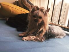 -八公叔叔宠物美容连锁(春申店)