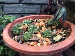 -家烧面馆【南山路知名经典面食】