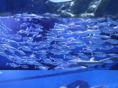 -海合安武汉极地海洋公园