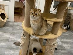-楼上猫咖(罗湖店)