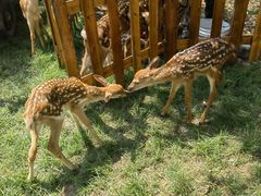 -北京鹿世界主题园