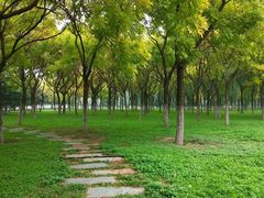 -大兴滨河森林公园