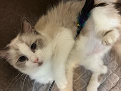-中农国际动物医院24小时·猫科·骨科·急重症中心