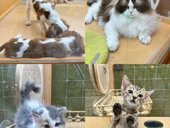 -帕帕拉兹宠物(亚洲旗舰店)