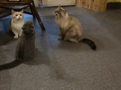 大堂-猫色咖啡·猫咖