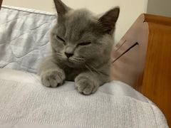 -东方名猫馆·英短金渐层布偶猫舍(环线广场1号楼店)