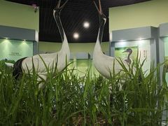 -盐城丹顶鹤湿地生态旅游区