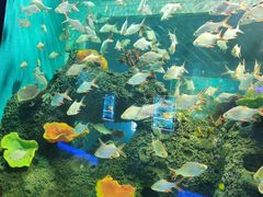 -石家庄海洋公园
