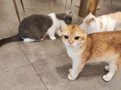 -飞行喵MR PILOT|猫舍·猫咖(静安大融城店)